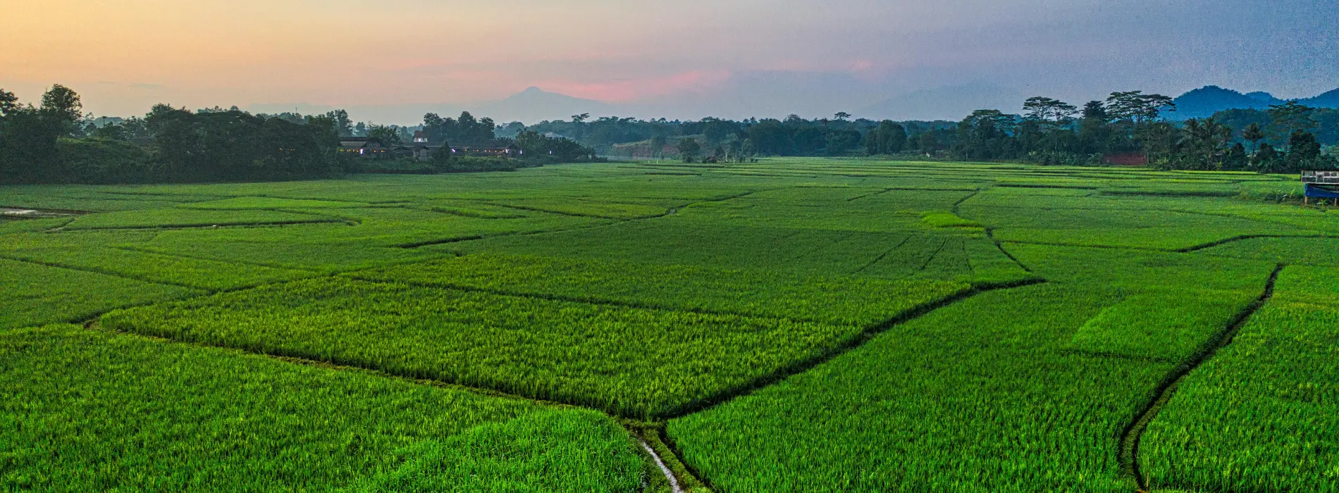 Premium Export-Grade Rice with Consistent Quality