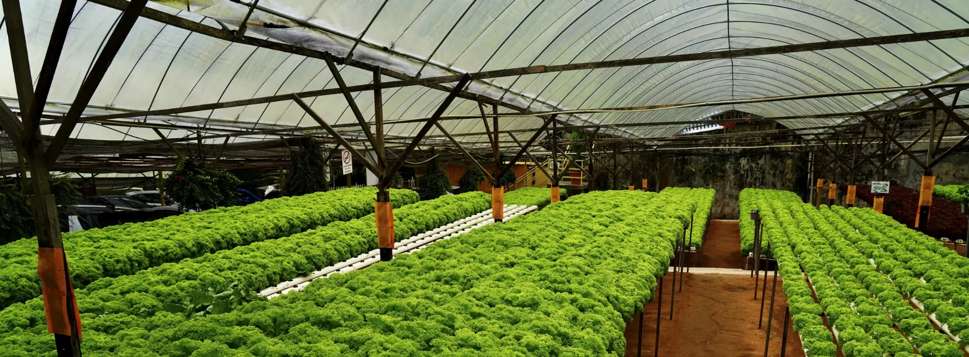 Fresh Vegetables Handled for International Shipping